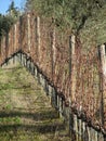 Bare vineyard field in winter . Tuscany, Italy