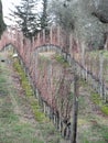 Bare vineyard field in winter . Tuscany, Italy