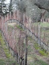 Bare vineyard field in winter . Tuscany, Italy