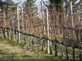 Bare vineyard field in winter . Tuscany, Italy