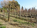 Bare vineyard field in winter . Tuscany, Italy