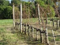 Bare vineyard field in winter . Tuscany, Italy