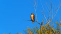 The Bare Wilderness- red tailed hawk-