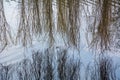 Bare willow branches over the calm water Royalty Free Stock Photo