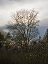 bare willow tree in the marsh on a cloudy autumnn evening Royalty Free Stock Photo