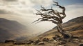 bare windswept tree