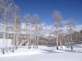 Bare winter aspens against a blue sky