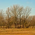 Bare winter elm trees in a sunny marsh landscape with meadows with dried golden gras and reed