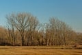 Bare winter elm trees in a sunny marsh landscape with meadows with dried golden gras and reed Royalty Free Stock Photo
