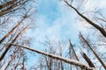 Bare winter forest on blue sky background.