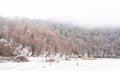 Bare winter forest on a mountainside Royalty Free Stock Photo