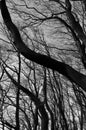 Bare winter forest trees with curved twisted branches in silhouette against a grey twilight sky Royalty Free Stock Photo