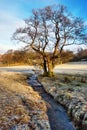 Bare Winter Tree Alongside Stream