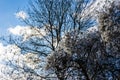 Bare winter tree behind a hedge of wild clematis seed heads against a blue cloudy sky Royalty Free Stock Photo