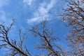 Winter Tree Branches against Blue Sky with Clouds Royalty Free Stock Photo