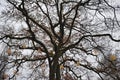 Bare winter tree with twisting branches decorated with warm lights against overcast sky creating organic pattern Royalty Free Stock Photo