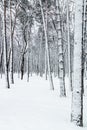 Bare winter trees branches and trunks covered with snow Royalty Free Stock Photo
