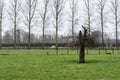 Bare winter trees at the green meadows of the Gete valley around Zoutleeuw Royalty Free Stock Photo