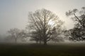 Bare winter trees on misty morning