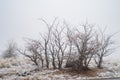 Bare winter trees in snowy desert plants and valley fog