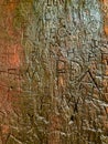 Carved letters on redwood tree