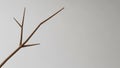 Bare wooden branch with multiple offshoots set against a plain Royalty Free Stock Photo