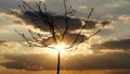 Bare young tree through which sun rays shine, with overcast sky