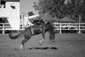 Bareback Bucking Bronc Riding At Country Rodeo Royalty Free Stock Photo