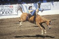 Bareback riding, Santa Barbara Old Spanish Days, Fiesta Rodeo, Stock Horse Show, Earl Warren Showgrounds, CA Royalty Free Stock Photo