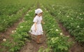 Barefoot baby girl runs between rows of potatoes at the time of flowering. Royalty Free Stock Photo