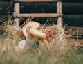 Barefoot boy sleeps on the grass near ladder in haystack Royalty Free Stock Photo