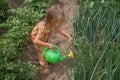 A barefoot child corrects the stems of onions before watering in field on bed Royalty Free Stock Photo