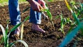 Farmer tears garlic plant on the field for food, walking barefoot dirty legs.