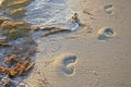 A barefoot footprint in the sand on the beach. Some seaweed and morning sunlight Royalty Free Stock Photo