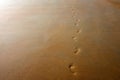 Barefoot human footsteps on an empty sandy beach