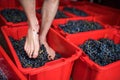 Barefoot man walking on grapes in box, traditional grape treading concept.