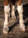 Barefoot piebald horse in the mud Royalty Free Stock Photo