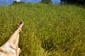 Barefoot of young girl lying on meadow Royalty Free Stock Photo