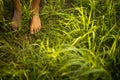 Barefoot young woman in green meadow