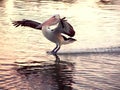Pelican bird landing on a river