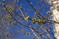 barely opened maple buds Royalty Free Stock Photo