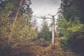 Barenaked tree log in a forest Royalty Free Stock Photo