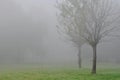 baretrees in misty day Royalty Free Stock Photo