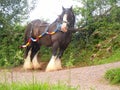 Barge pulling horse on towpath