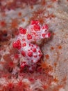 Bargibant pygmy seahorse, Hippocampus bargibanti. Bangka, Indonesia