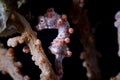 Bargibanti Pygmy Seahorse Hippocampus bargibanti Royalty Free Stock Photo