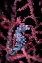 Bargibanti Pygmy Seahorse Hippocampus bargibanti Royalty Free Stock Photo