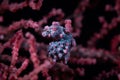 Bargibanti Pygmy Seahorse Hippocampus bargibanti Royalty Free Stock Photo