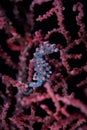 Bargibanti Pygmy Seahorse Hippocampus bargibanti Royalty Free Stock Photo