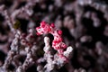 Bargibanti Pygmy Seahorse Hippocampus bargibanti Royalty Free Stock Photo